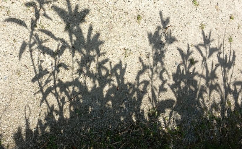 2023  My Weekly Project